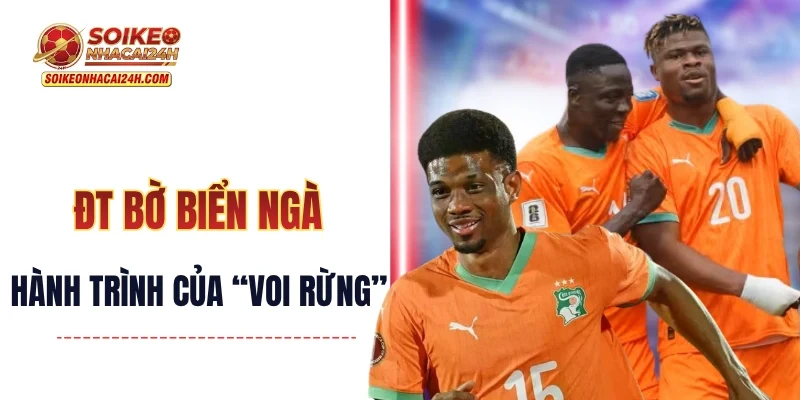 Đội Tuyển Bờ Biển Ngà - Hành Trình Của “Voi Rừng” Bắc Phi